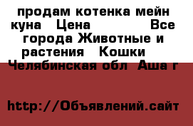 продам котенка мейн-куна › Цена ­ 35 000 - Все города Животные и растения » Кошки   . Челябинская обл.,Аша г.